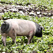 Schwäbisch-Hällisches Landschwein im Hochgebirge
