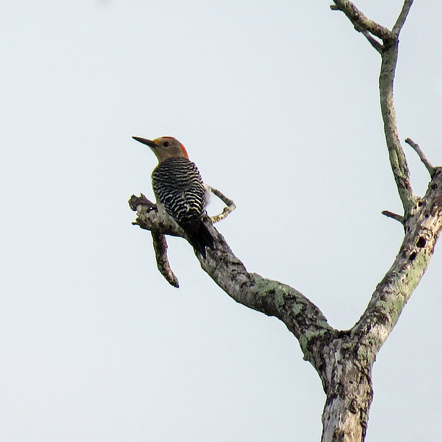 Day 5, Golden-fronted Woodpecker