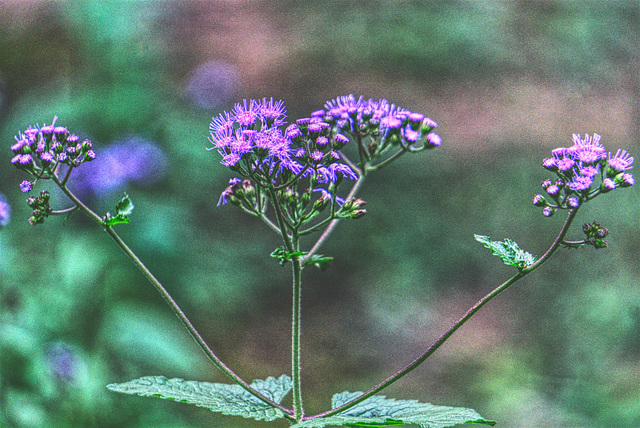 Blue Mistflower