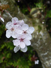 Cherry blossom