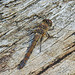 20210927 2944CPw [D~LIP] Große Heidelibelle (Sympetrum striolatum) [w], UWZ, Bad Salzuflen