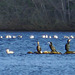 Cormorants resting on a floating log, Loch na Bo