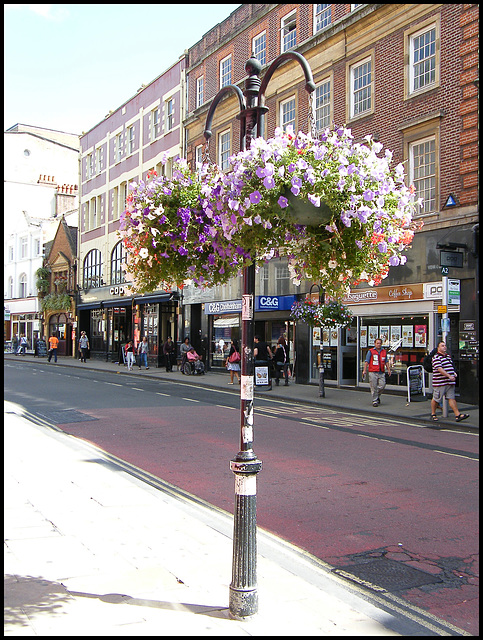 George Street blooms okay