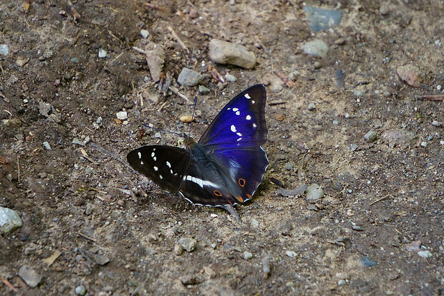 Großer Schillerfalter am Waldboden