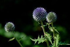 Globe Thistle