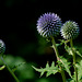 Globe Thistle