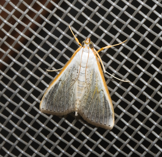 IMG 2401 Moth