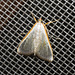 IMG 2401 Moth