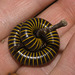 IMG 2884 Millipede-2