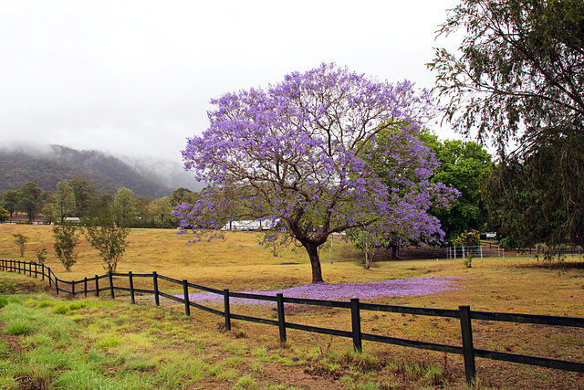 Purple Heaven