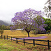 Purple Heaven