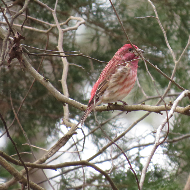 Purple finch