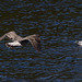 20140911 5200VRAw [NL] Möwe, Lachmöwe, Terschelling