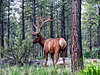 Bull Elk