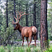 Bull Elk