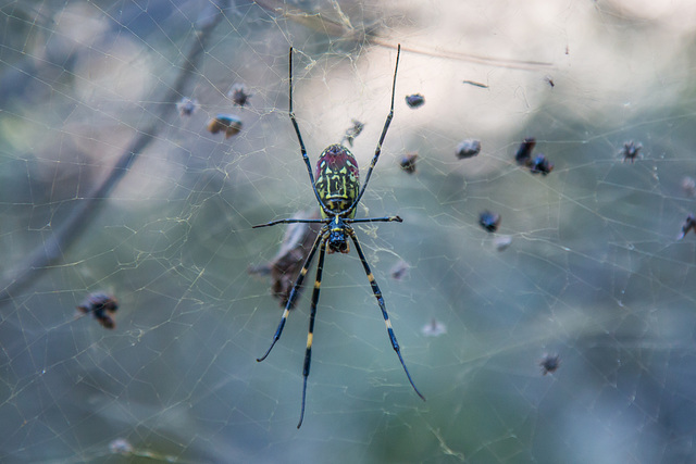 Colourful Arachnid