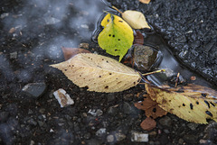 Leaves in the puddle