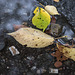 Leaves in the puddle