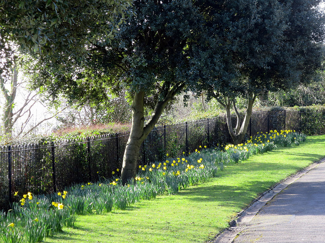 Daffodil Walk