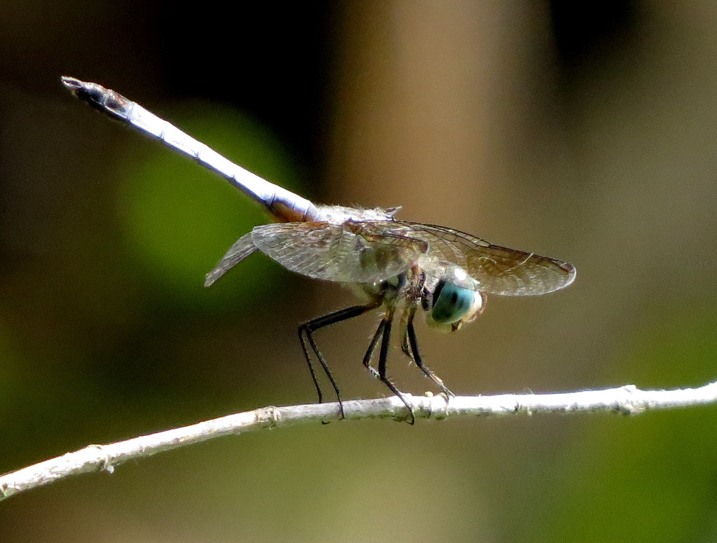 Frosted Whiteface (Leucorrhinia frigida)