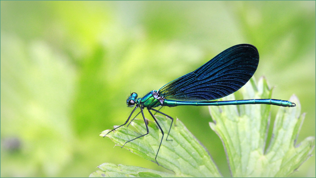 Calopteryx virgo ♂