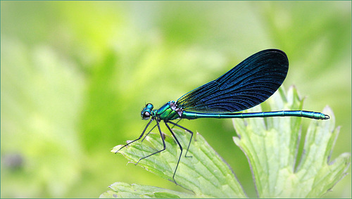 Calopteryx virgo ♂