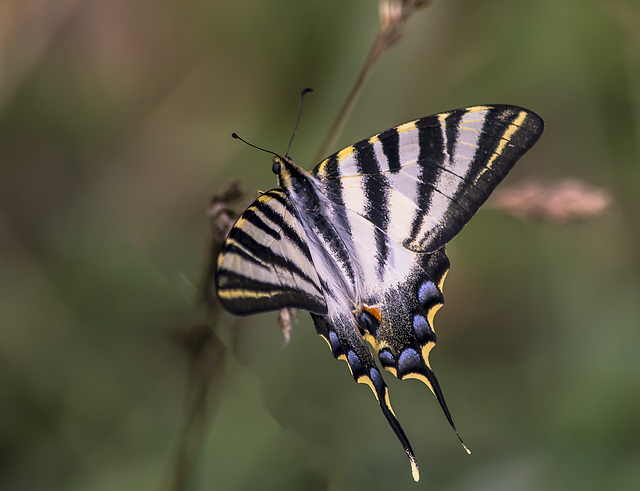 Mariposa Gran Mormón