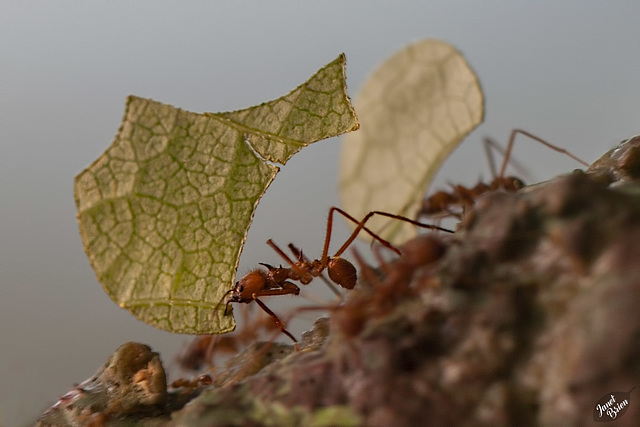 leaf-cutter-ants
