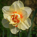 Glorious Daffodil