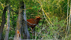 Période de brame: le cerf dans la forêt.