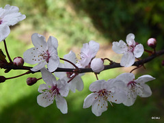 Cherry blossom