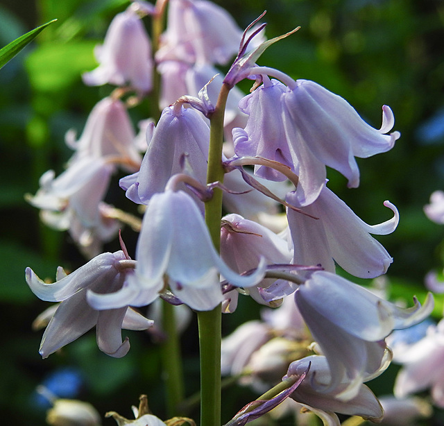 20210524 0235CPw [D~LIP] Hasenglöckchen (Hyacinthoides), UWZ,  Bad Salzuflen