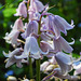 20210524 0235CPw [D~LIP] Hasenglöckchen (Hyacinthoides), UWZ,  Bad Salzuflen