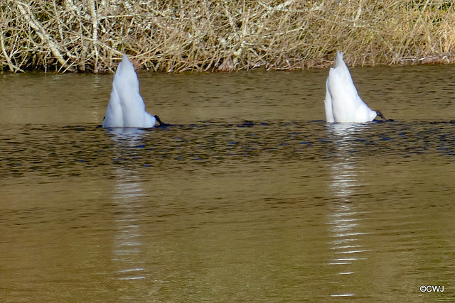 Bottoms Up! Swans feeding on Loch na Bo