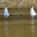 Bottoms Up! Swans feeding on Loch na Bo