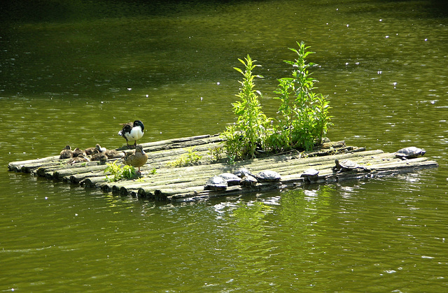 Enten- und Schildkröten-Familien