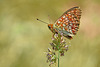 DSN 8551Le Chiffre Fabricania (Argynnis) Niobe(1)(b)R