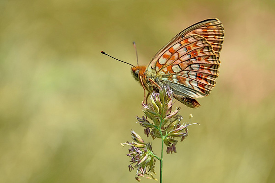 DSN 8551Le Chiffre Fabricania (Argynnis) Niobe(1)(b)R