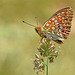 DSN 8551Le Chiffre Fabricania (Argynnis) Niobe(1)(b)R