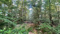 Dachsberghöhe (1) Dachsberghöhe (1)