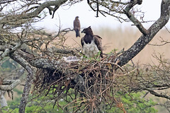 Martial eagle family