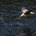 20140911 5199VRAw [NL] Möwe, Terschelling