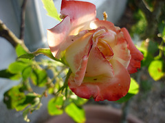 Rose habitée