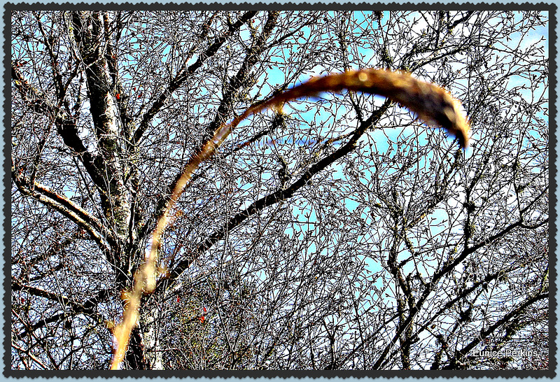 Curtain of Twigs,