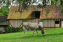 Âne du Cotentin