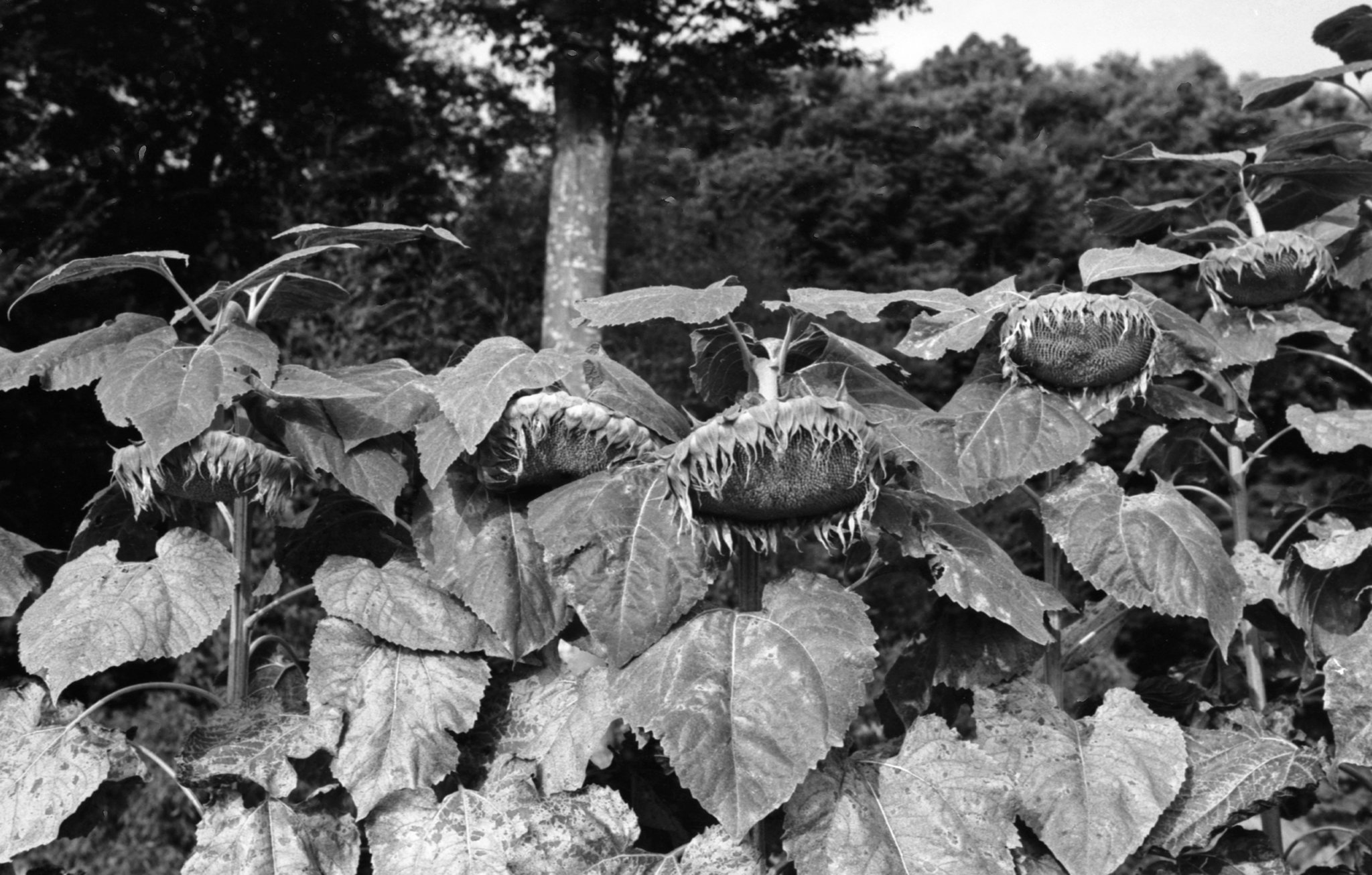 Sunflowers