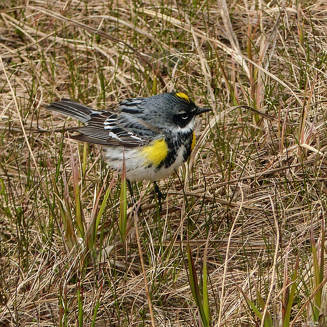 Day 10, Yellow-rumped Warbler / Myrtle race