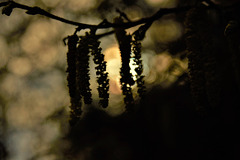 Catkins 1