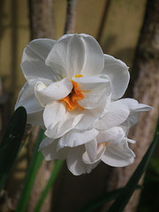 Glorious Narcissus