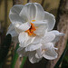 Glorious Narcissus